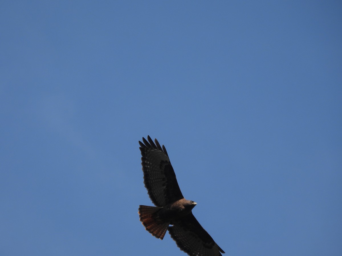 Red-tailed Hawk - ML646734111
