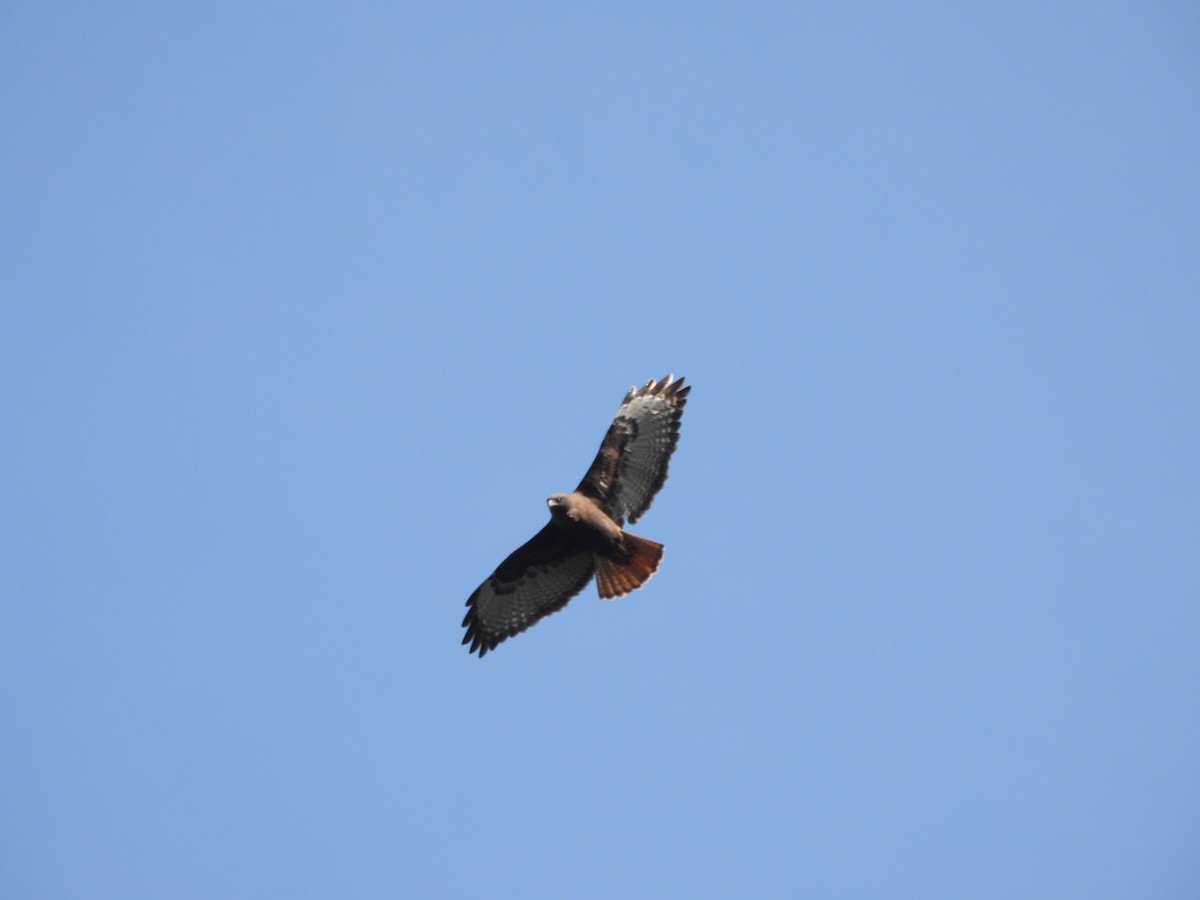 Red-tailed Hawk - ML646734112
