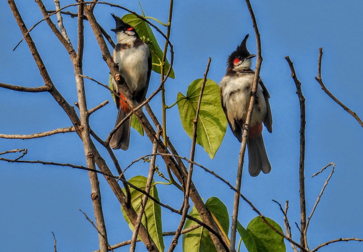 Red-whiskered Bulbul - ML646734116