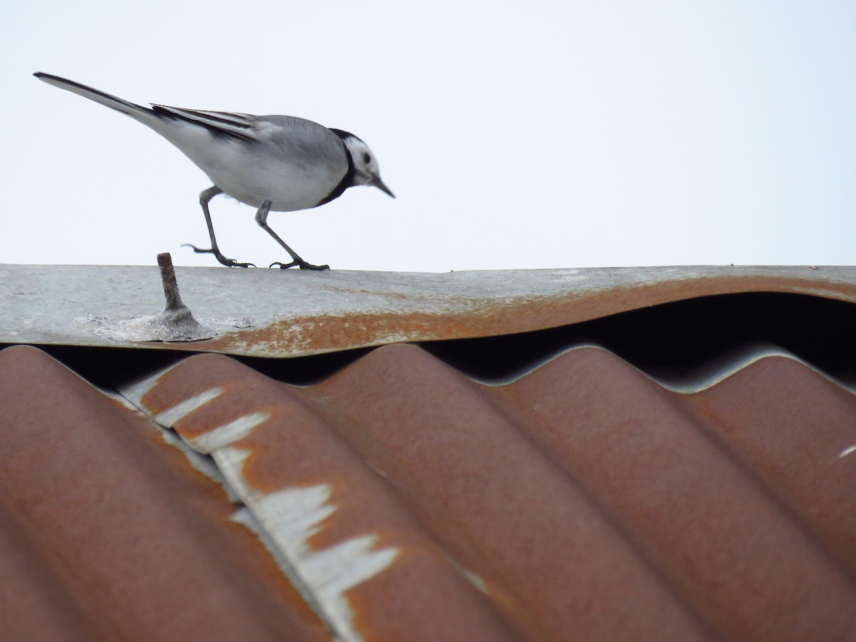 White Wagtail - ML646734121