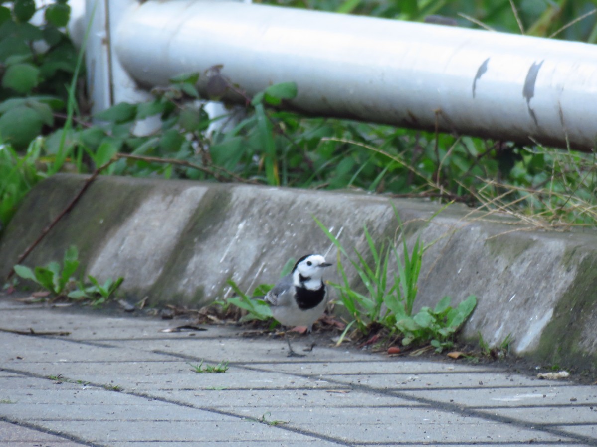 White Wagtail - ML646734123