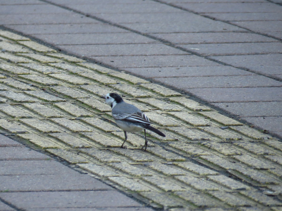 White Wagtail - ML646734124