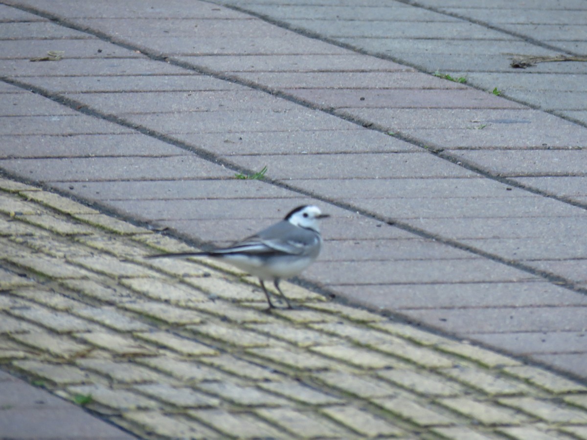 White Wagtail - ML646734125