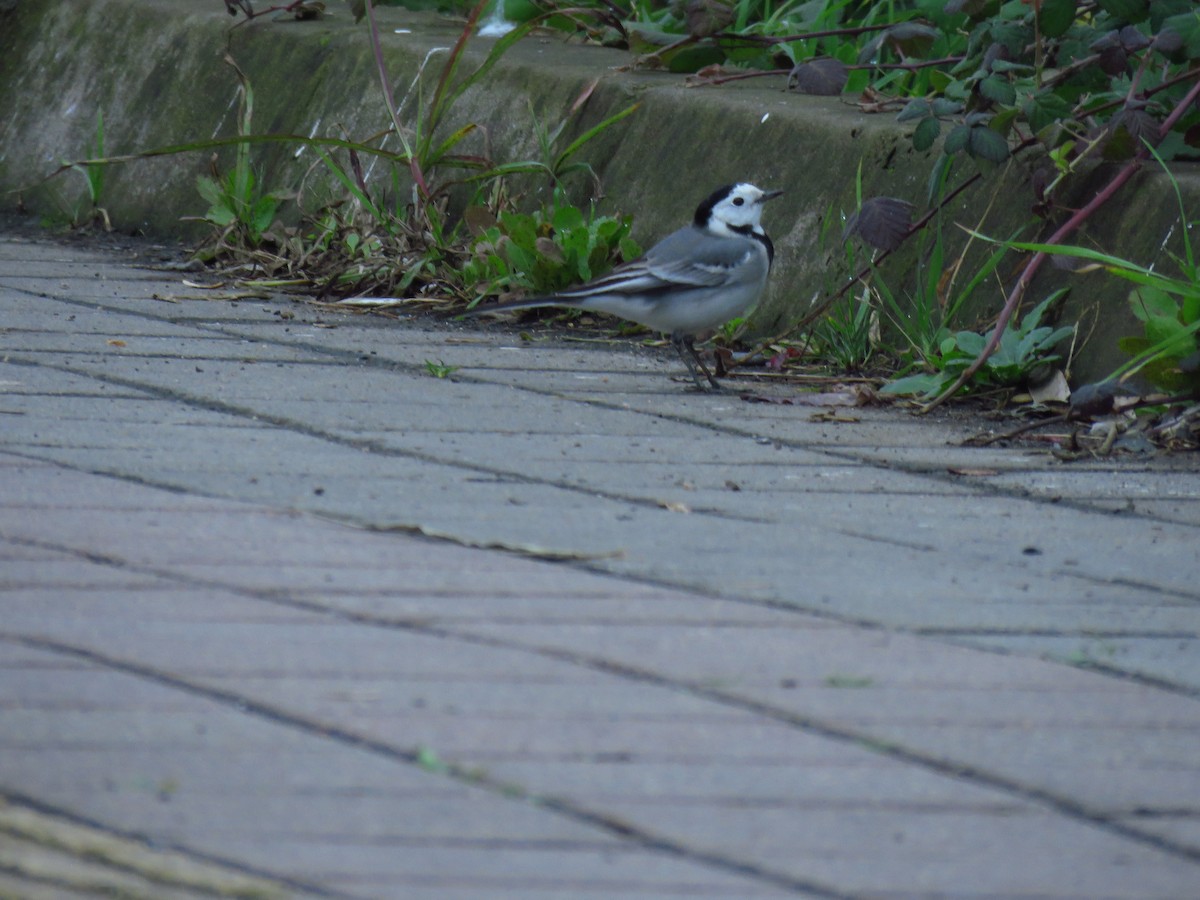 White Wagtail - ML646734126