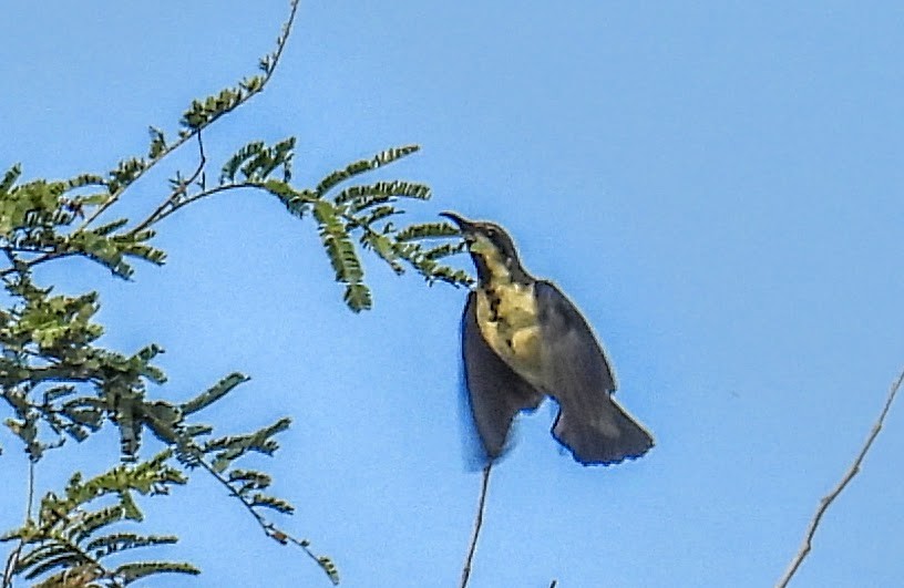 Purple Sunbird - ML646734129