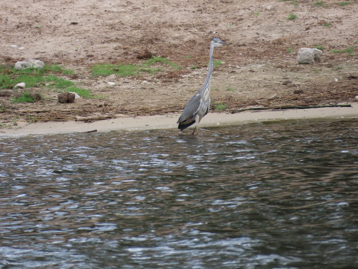 Gray Heron - ML646734130