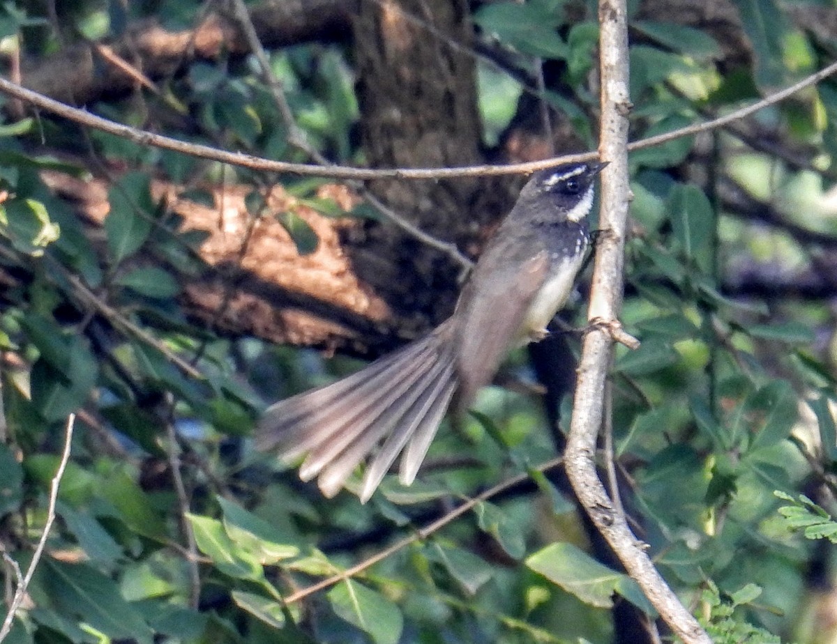 Spot-breasted Fantail - ML646734134