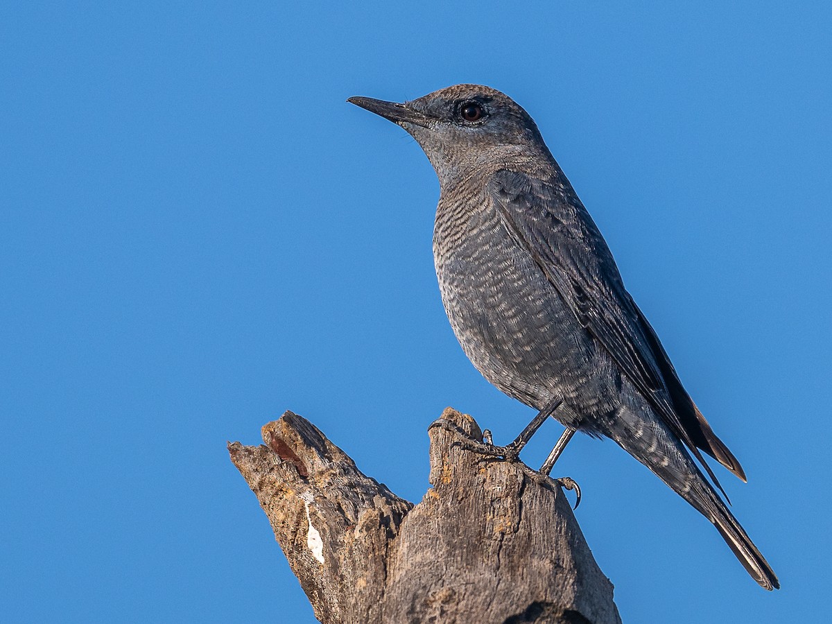 Blue Rock-Thrush - ML646734135