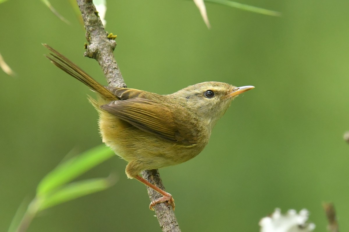Aberrant Bush Warbler - ML646734136