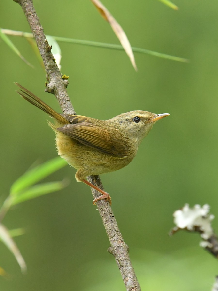 Aberrant Bush Warbler - ML646734137
