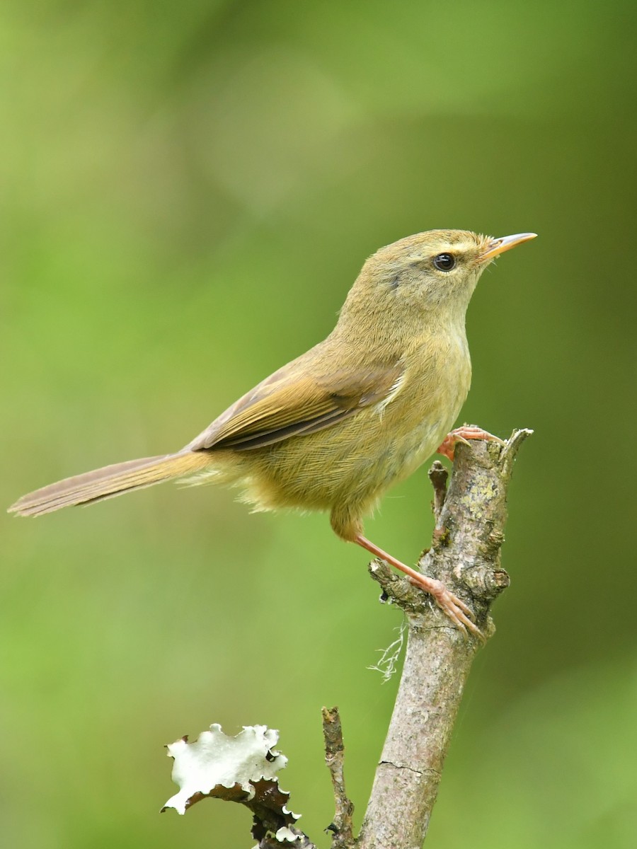 Aberrant Bush Warbler - ML646734138