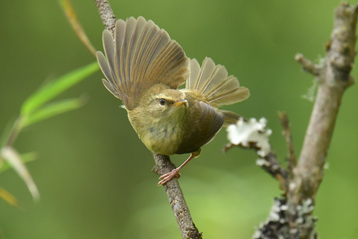 Aberrant Bush Warbler - ML646734139