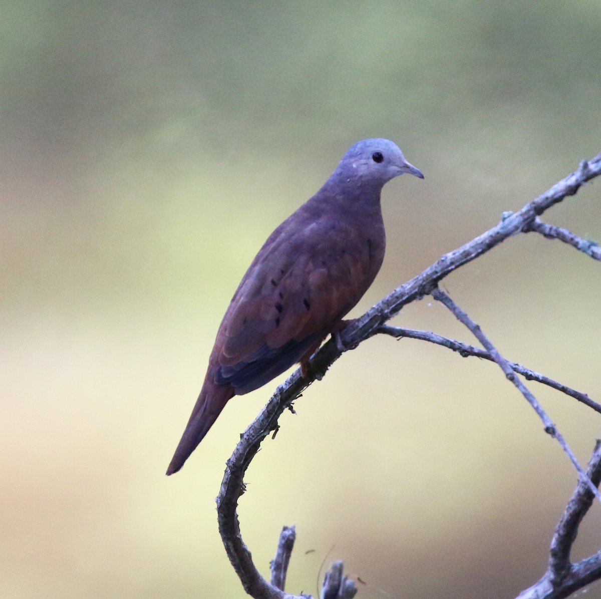 Ruddy Ground Dove - ML646734140