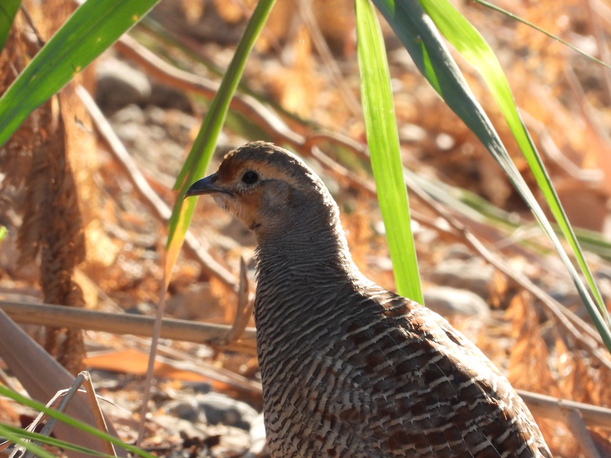 Gray Francolin - ML646734142