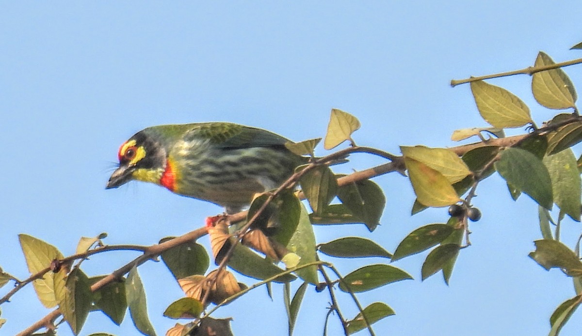Coppersmith Barbet - ML646734143