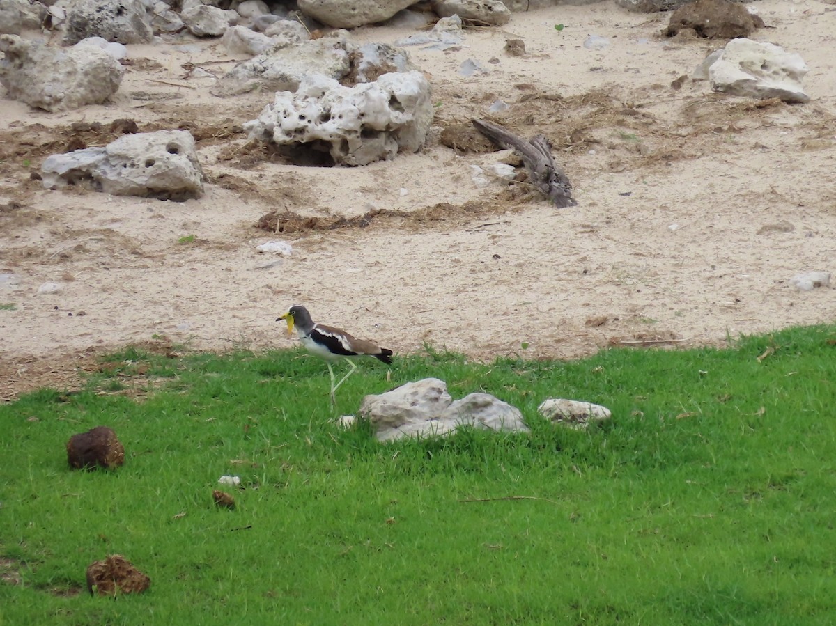 White-crowned Lapwing - ML646734144