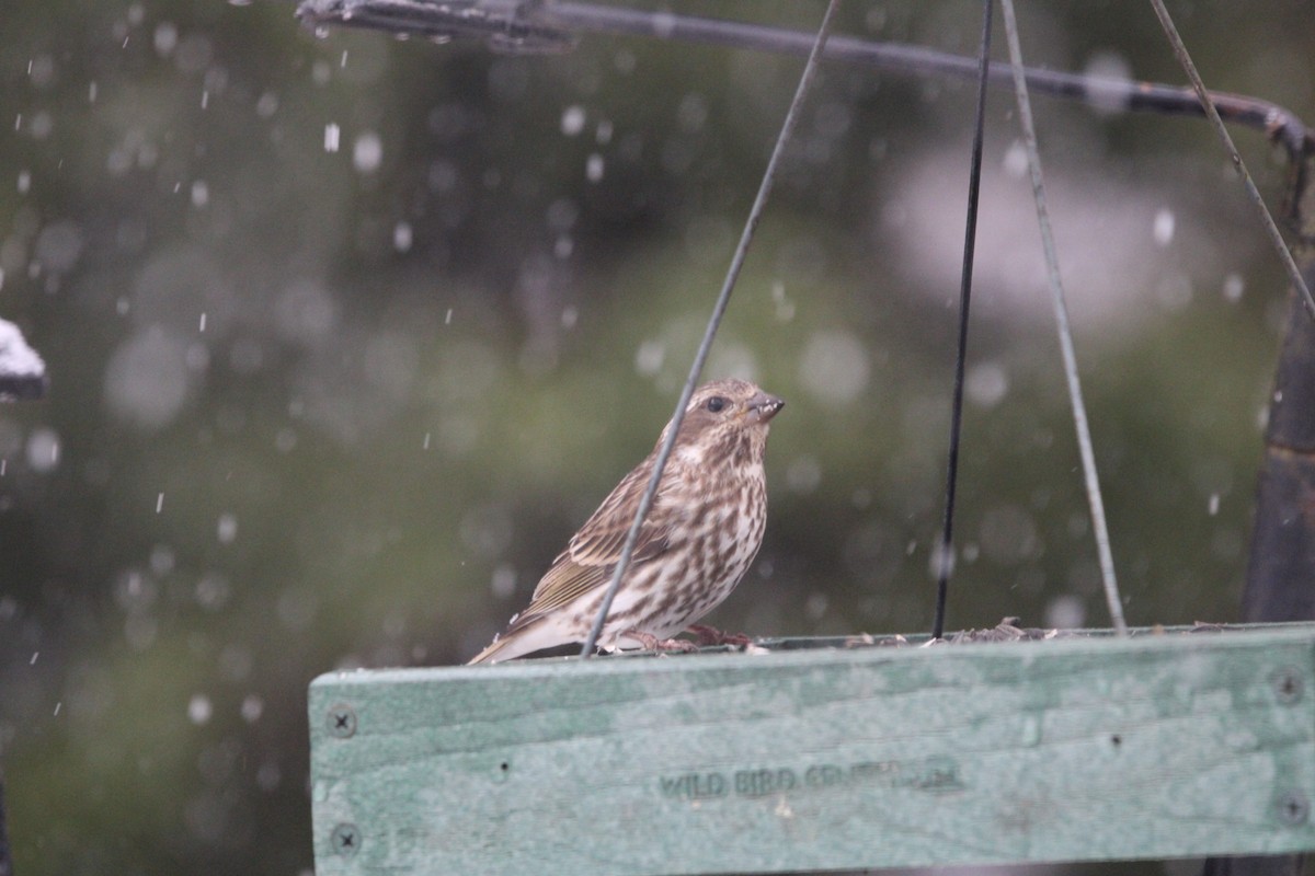 Purple Finch (Eastern) - ML646734145
