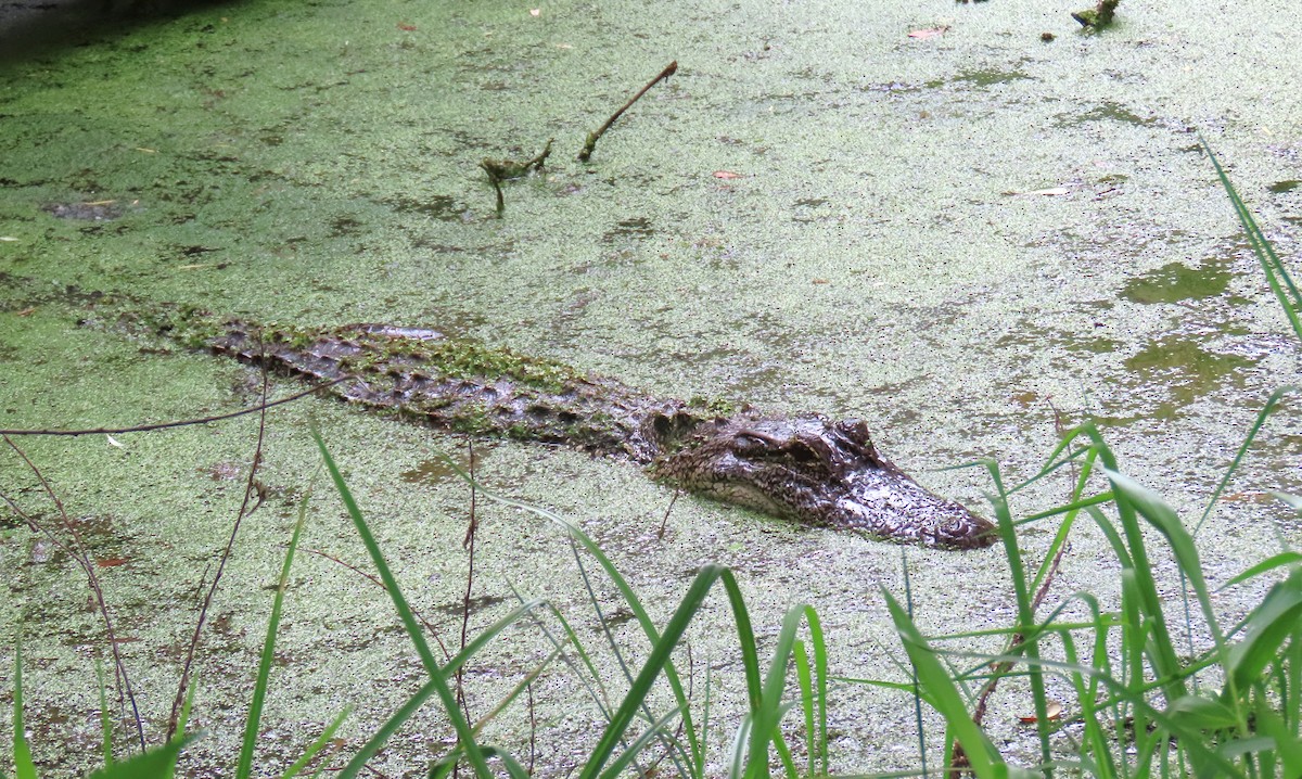 Animals - ML646734146