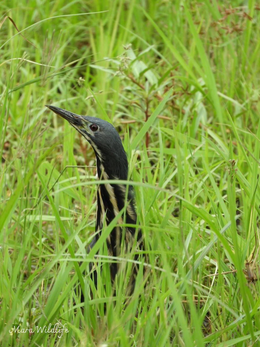 Карликовый волчок - ML646734148