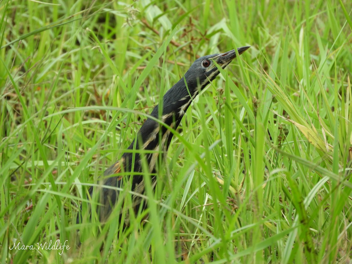 Карликовый волчок - ML646734149