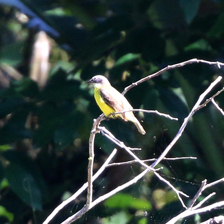 Social Flycatcher - ML646734150