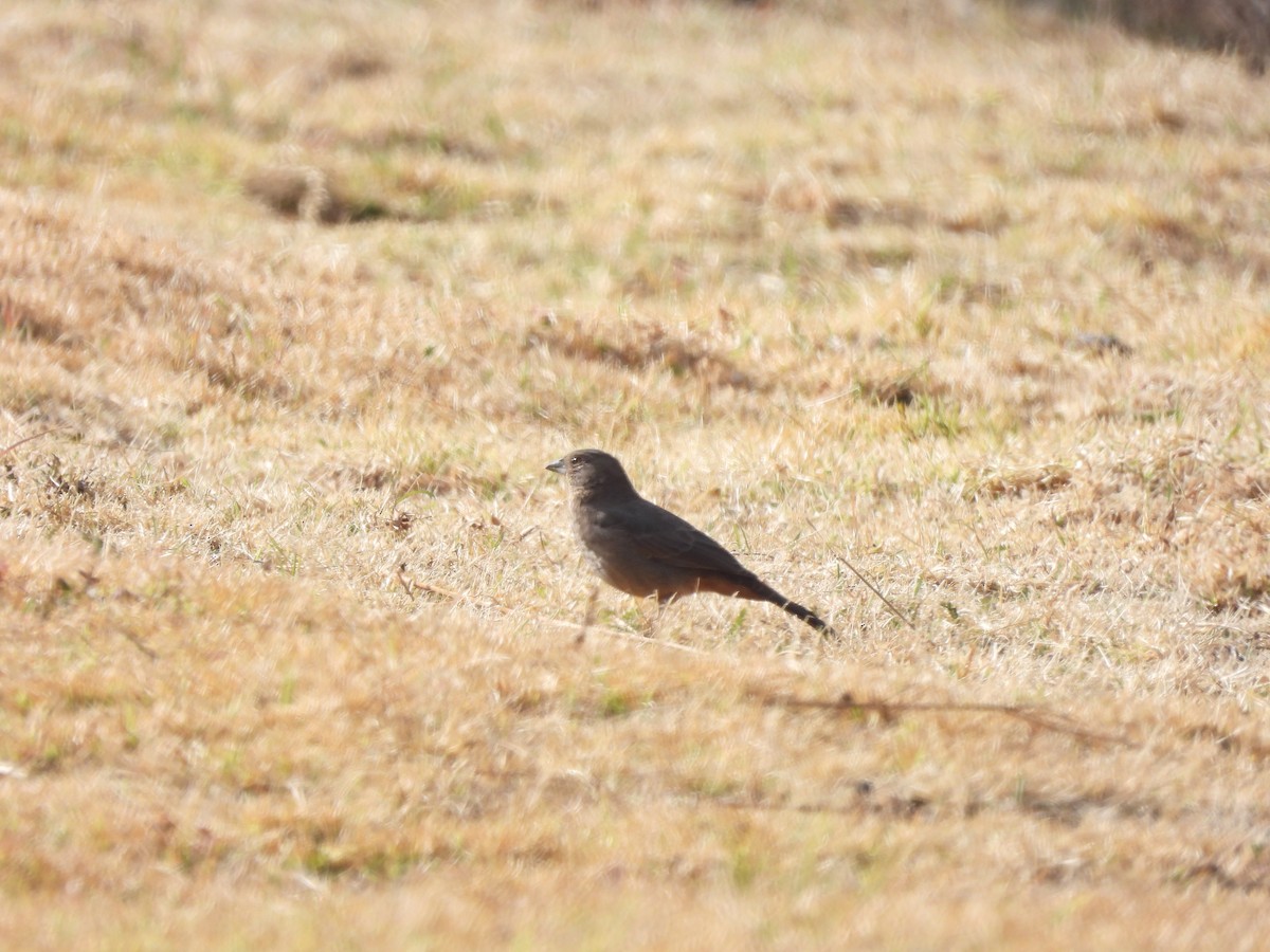 Canyon Towhee - ML646734152