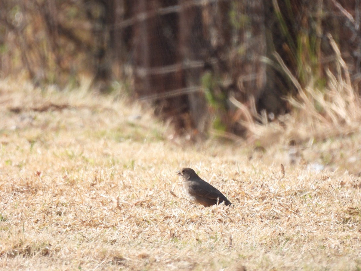 Canyon Towhee - ML646734153