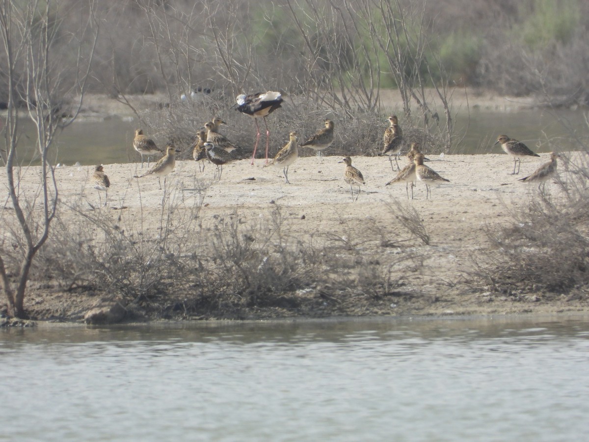 Black-bellied Plover/golden-plover sp. - ML646734154