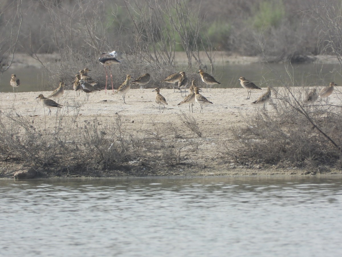 Black-bellied Plover/golden-plover sp. - ML646734155