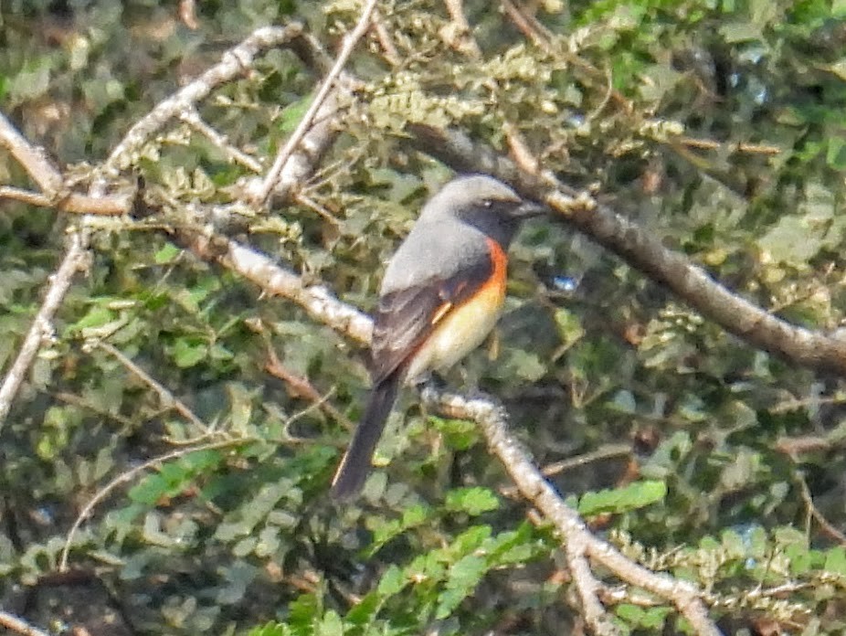 Zwergmennigvogel - ML646734156