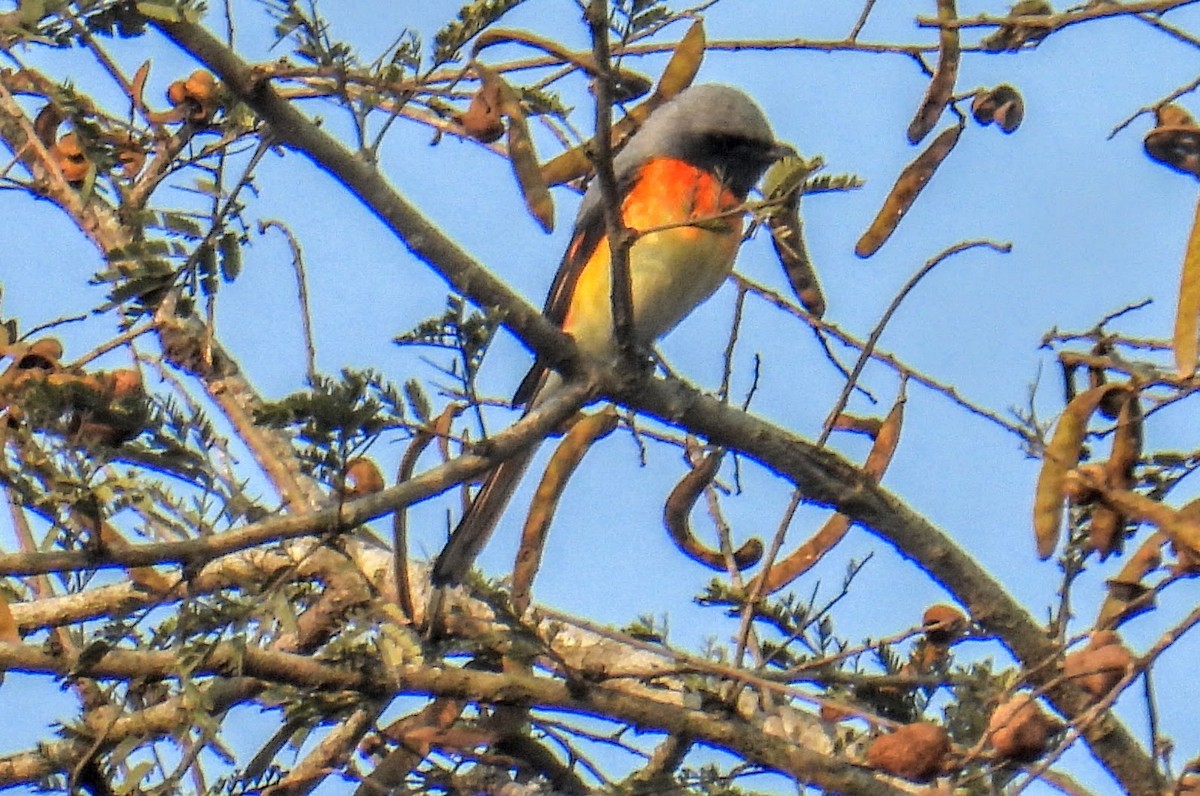 Zwergmennigvogel - ML646734157