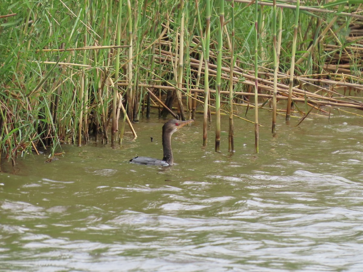 Uzun Kuyruklu Karabatak - ML646734158