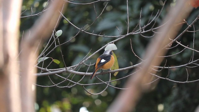 Buztangorri dauriarra - ML646734159