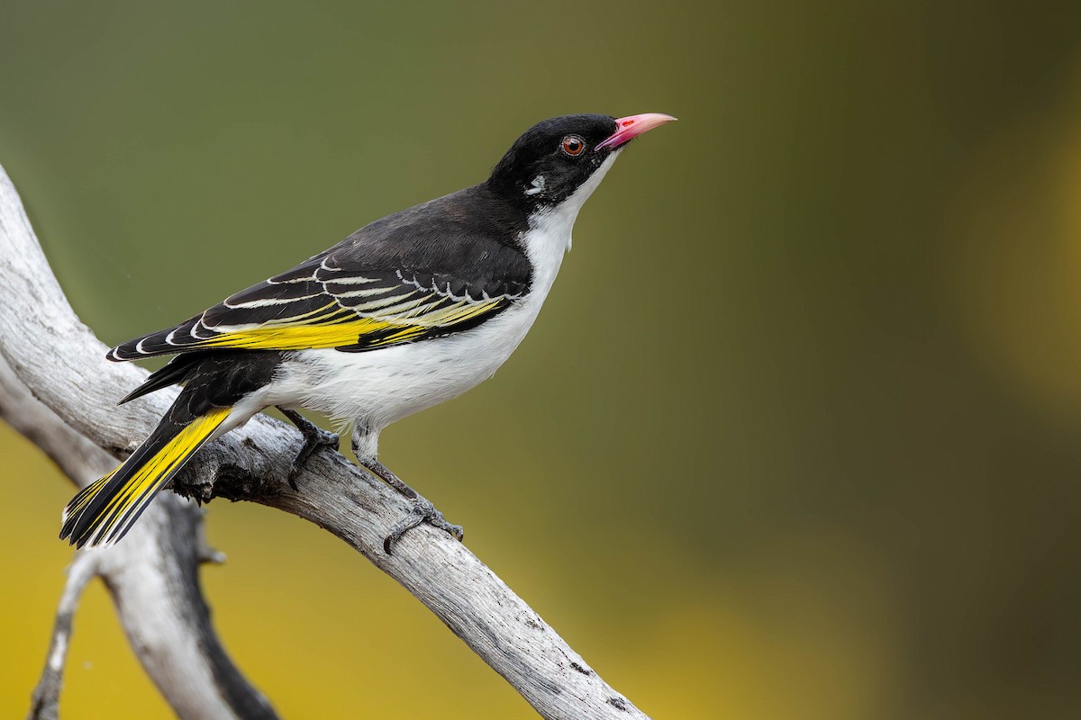 Painted Honeyeater - ML646734161