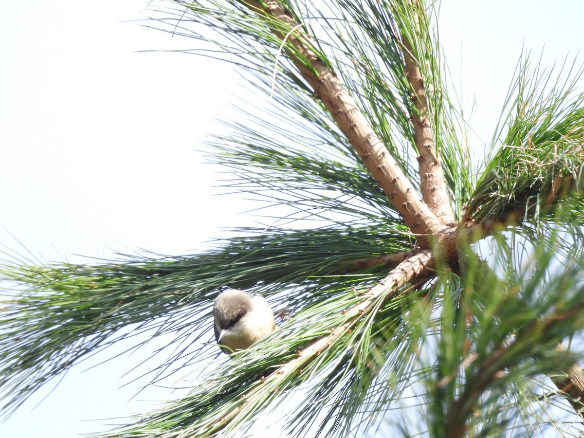 Pygmy Nuthatch - ML646734165