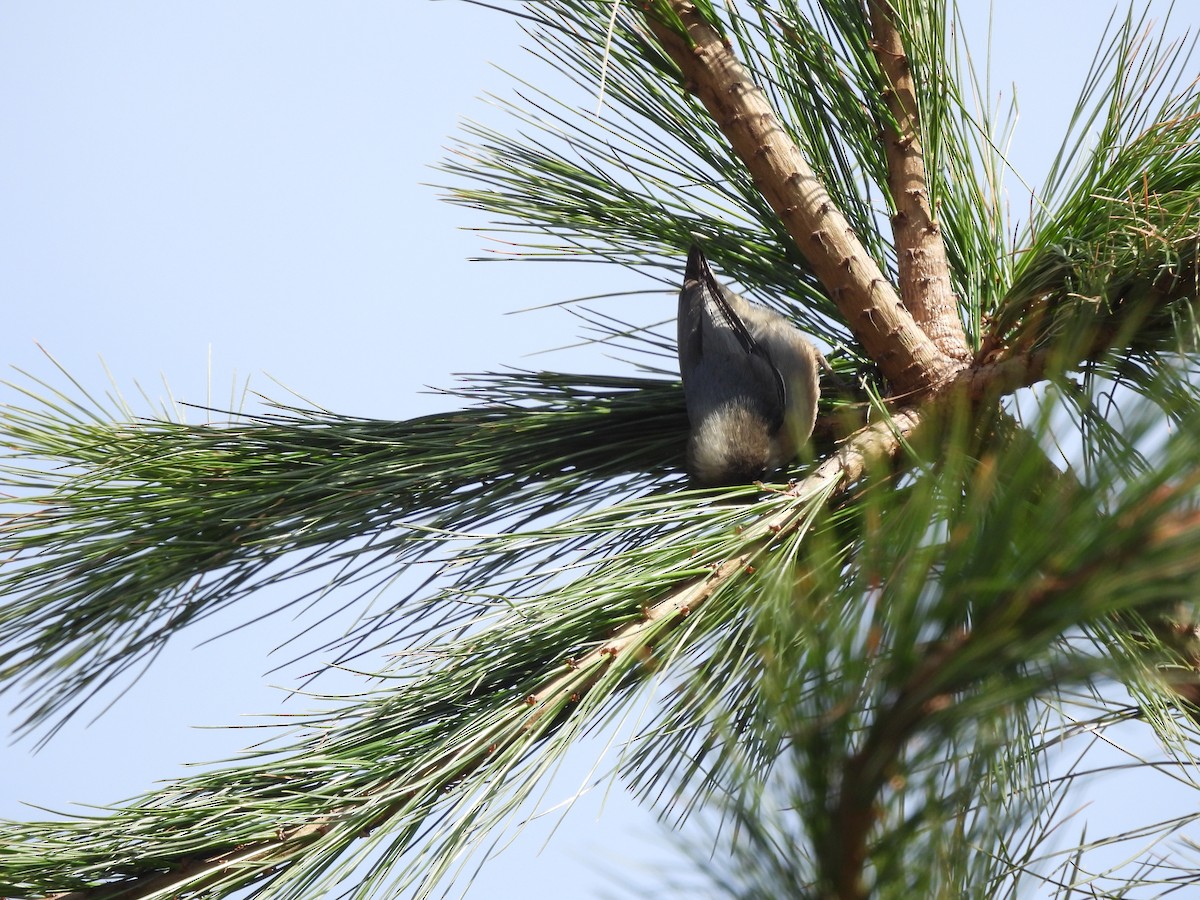 Pygmy Nuthatch - ML646734166