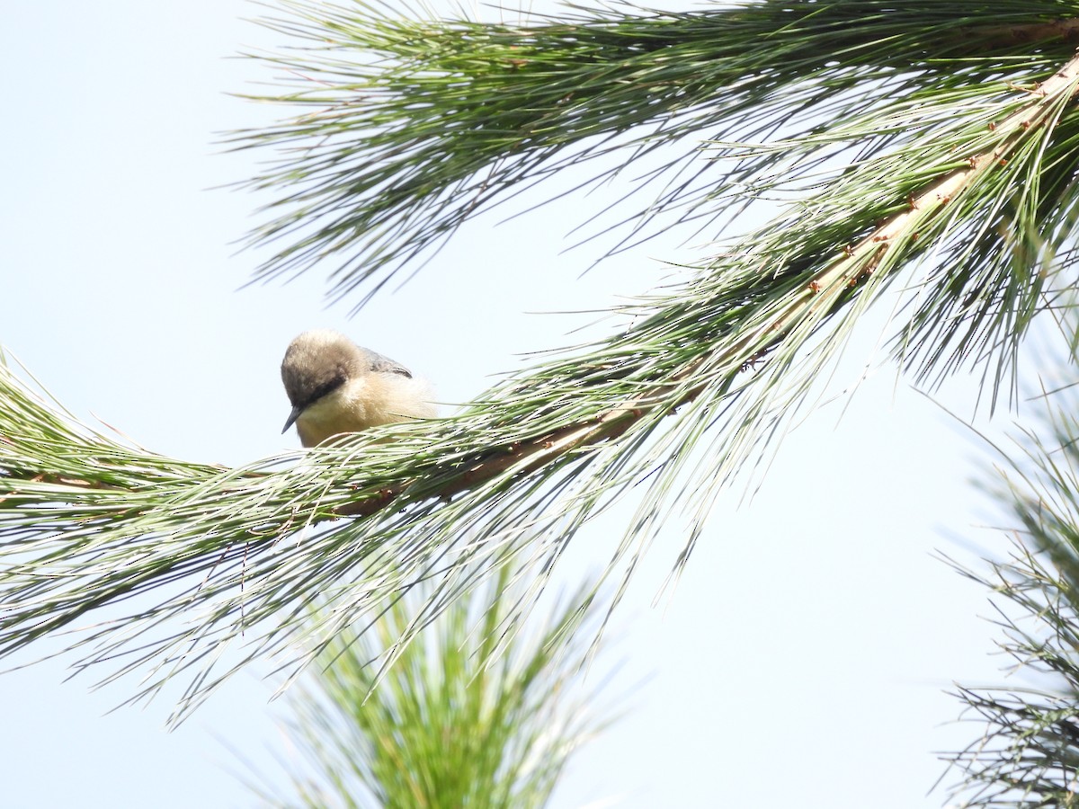 Pygmy Nuthatch - ML646734167