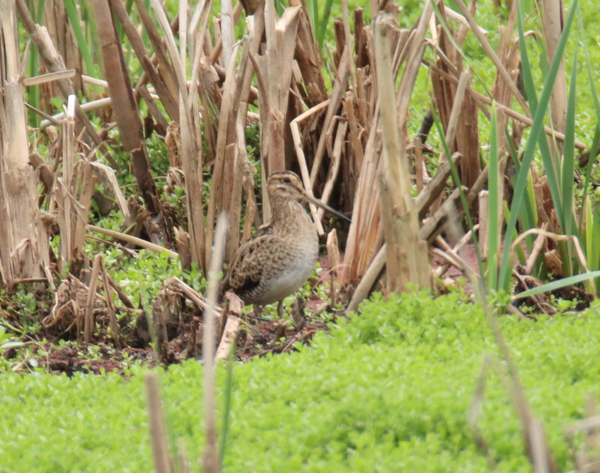 bekasina japonská - ML646734169