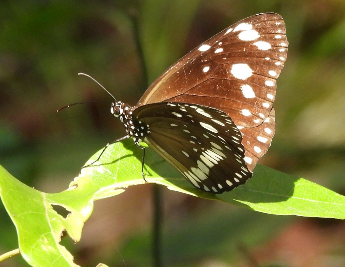 Insects - ML646734173