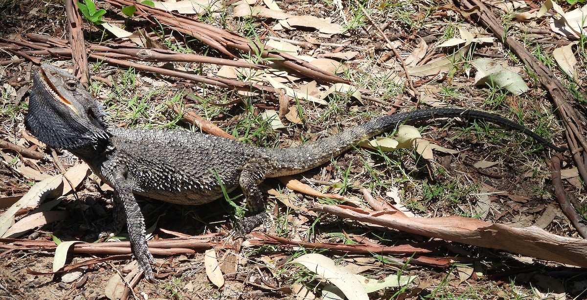 Monitor Lizards - ML646734174