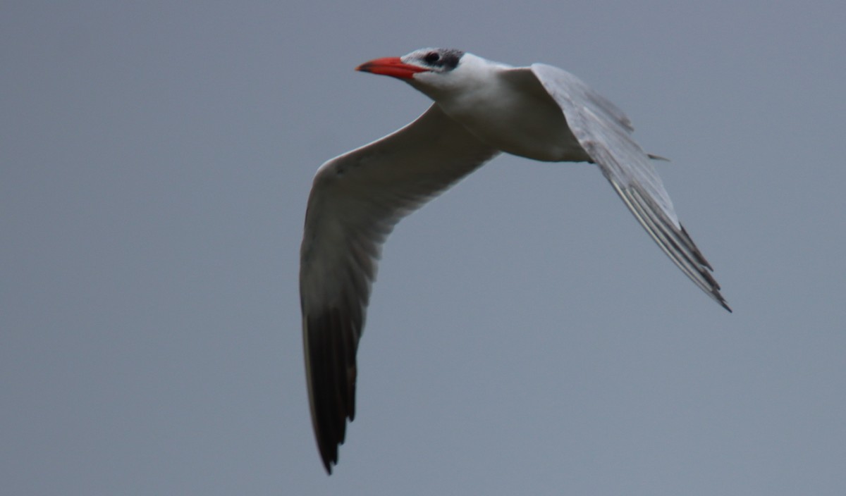 rybák velkozobý - ML646734176