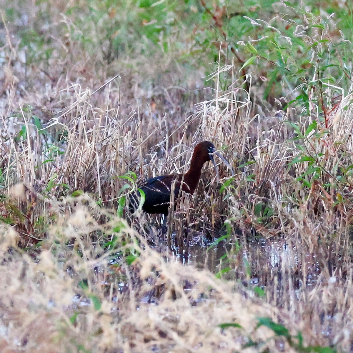 Beltzaran arrunta - ML646734178