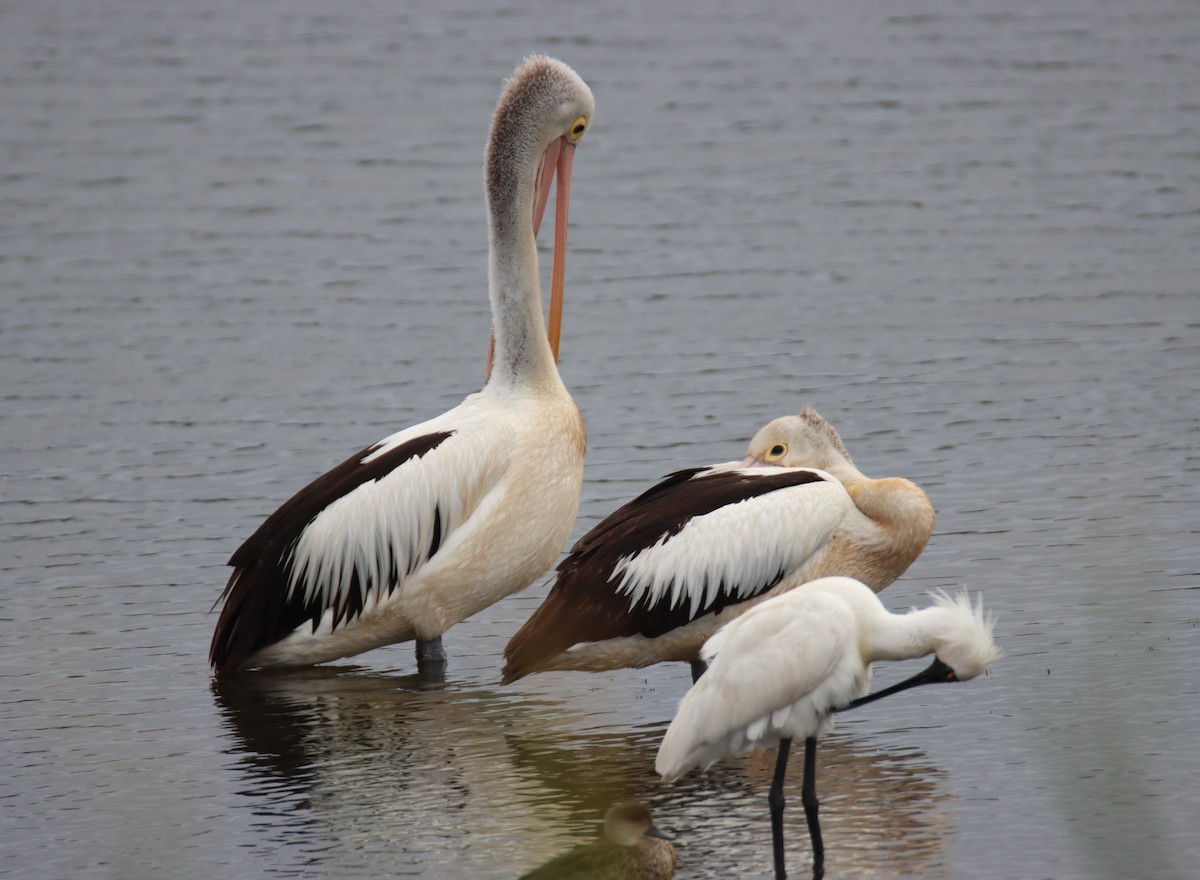 Pelikano australiarra - ML646734179