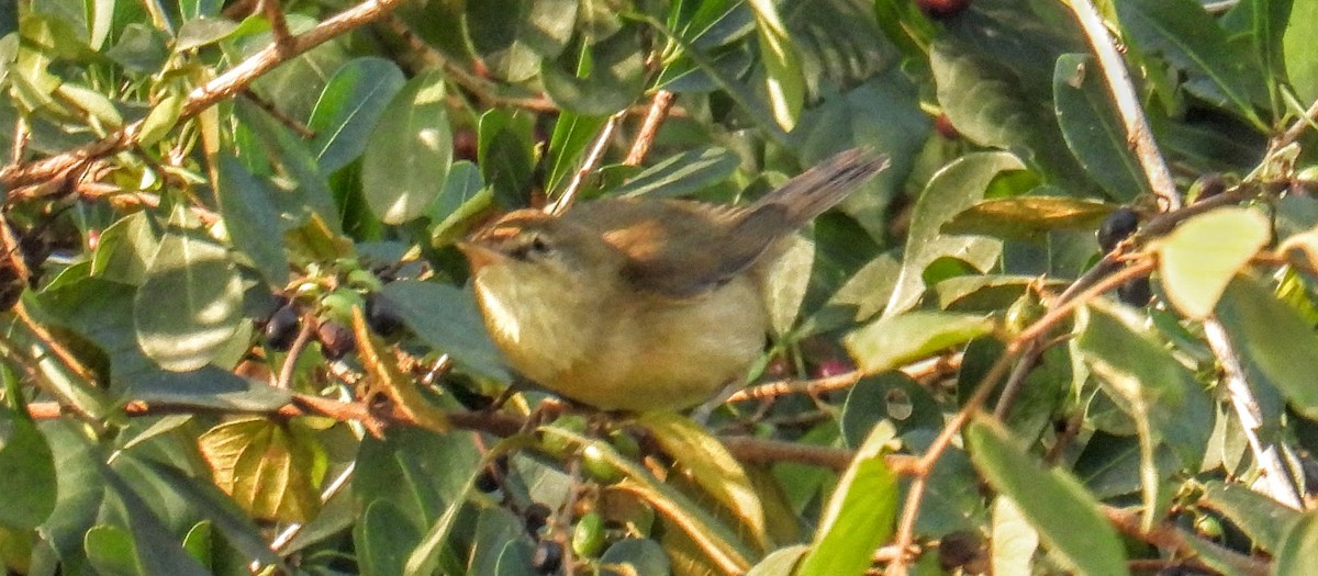 Sasi-txori txikia - ML646734180