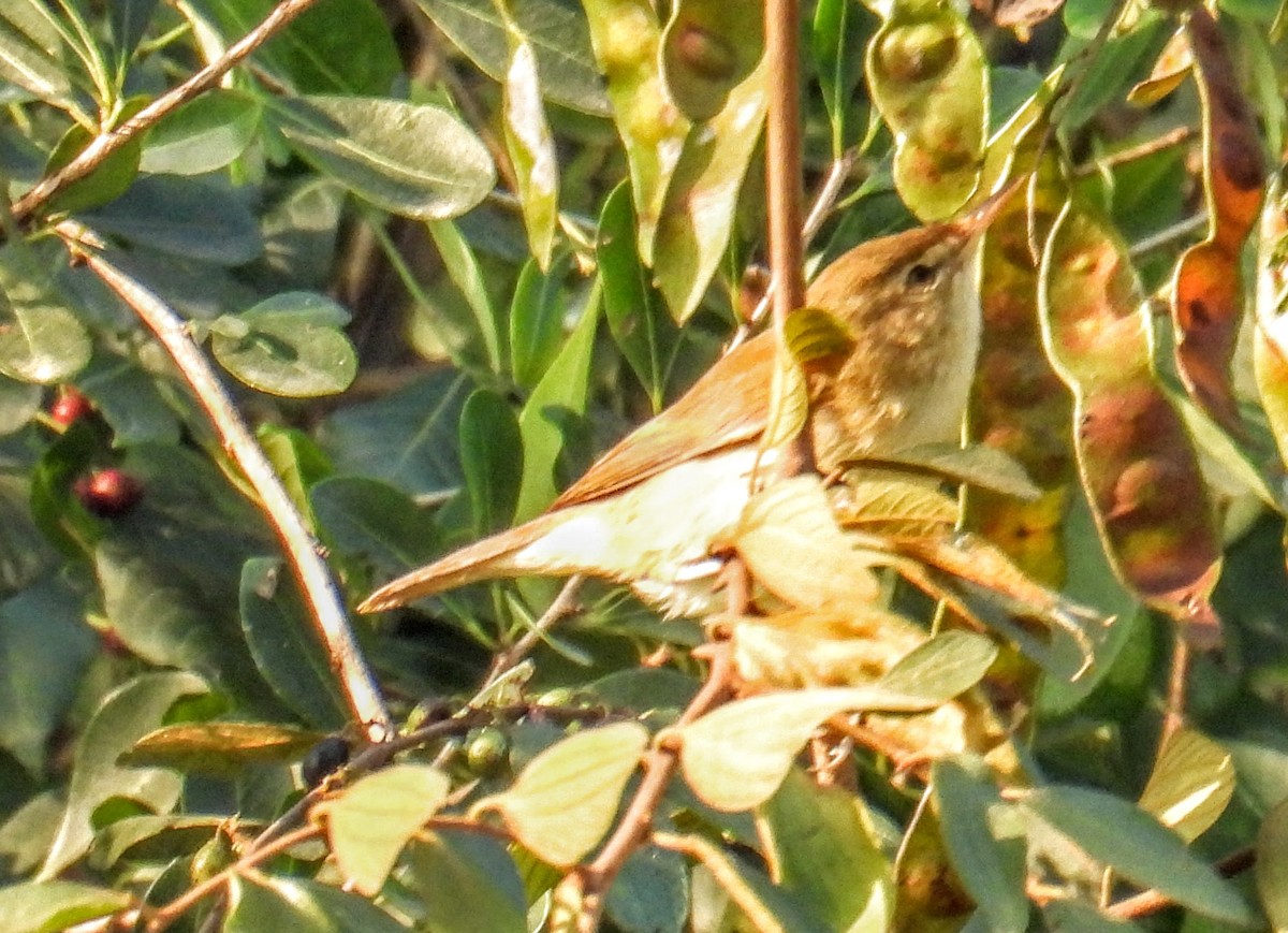 Sasi-txori txikia - ML646734181