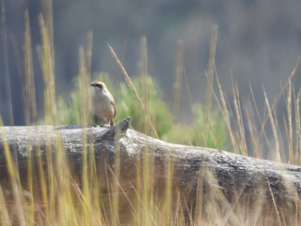 Striped Sparrow - ML646734182