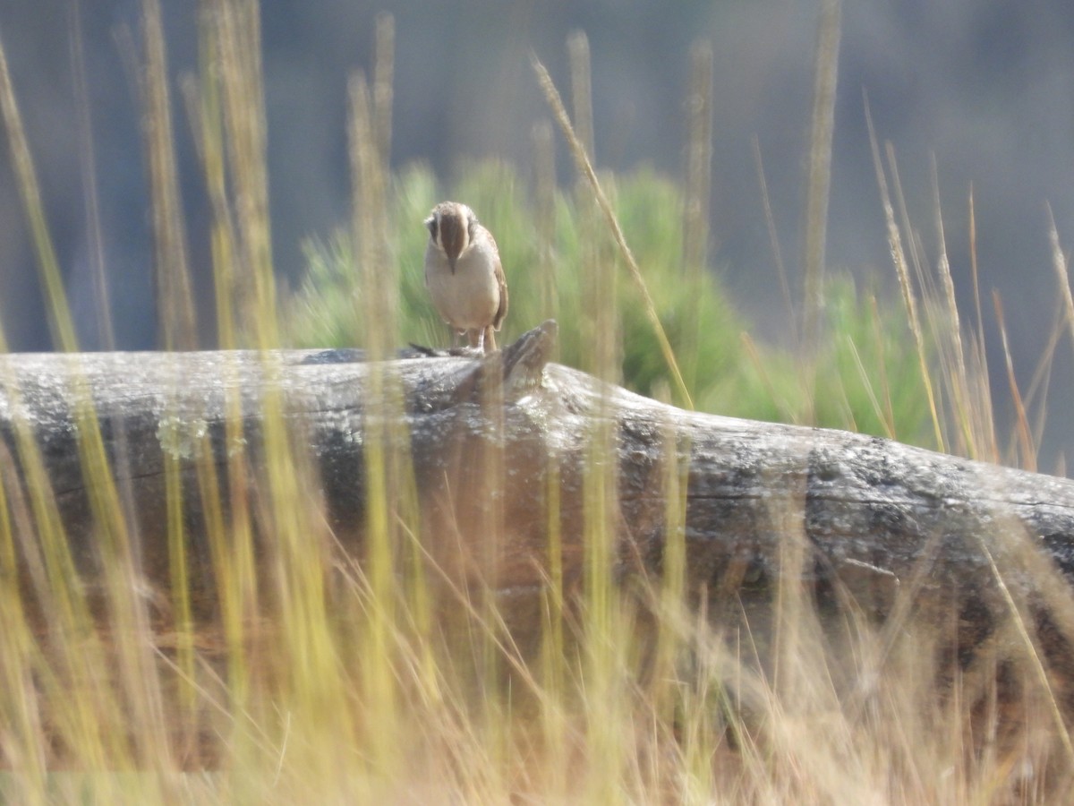 Striped Sparrow - ML646734183