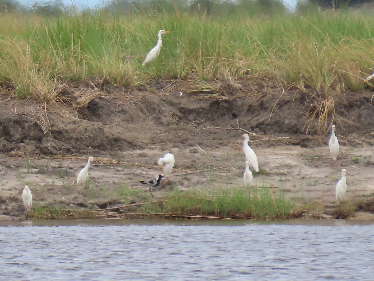 Koartzatxo itzaina - ML646734184