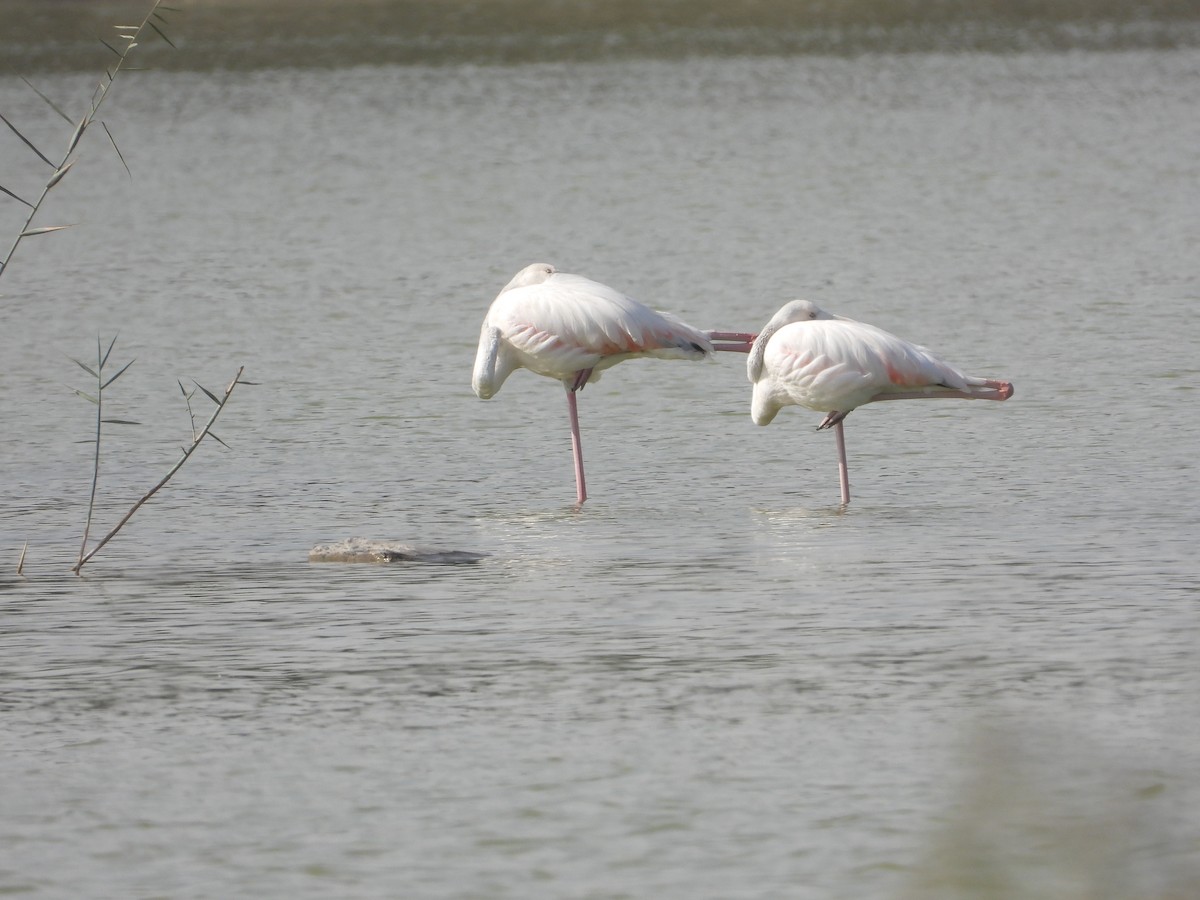 Greater Flamingo - ML646734185