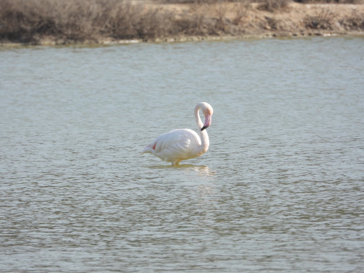 Greater Flamingo - ML646734186